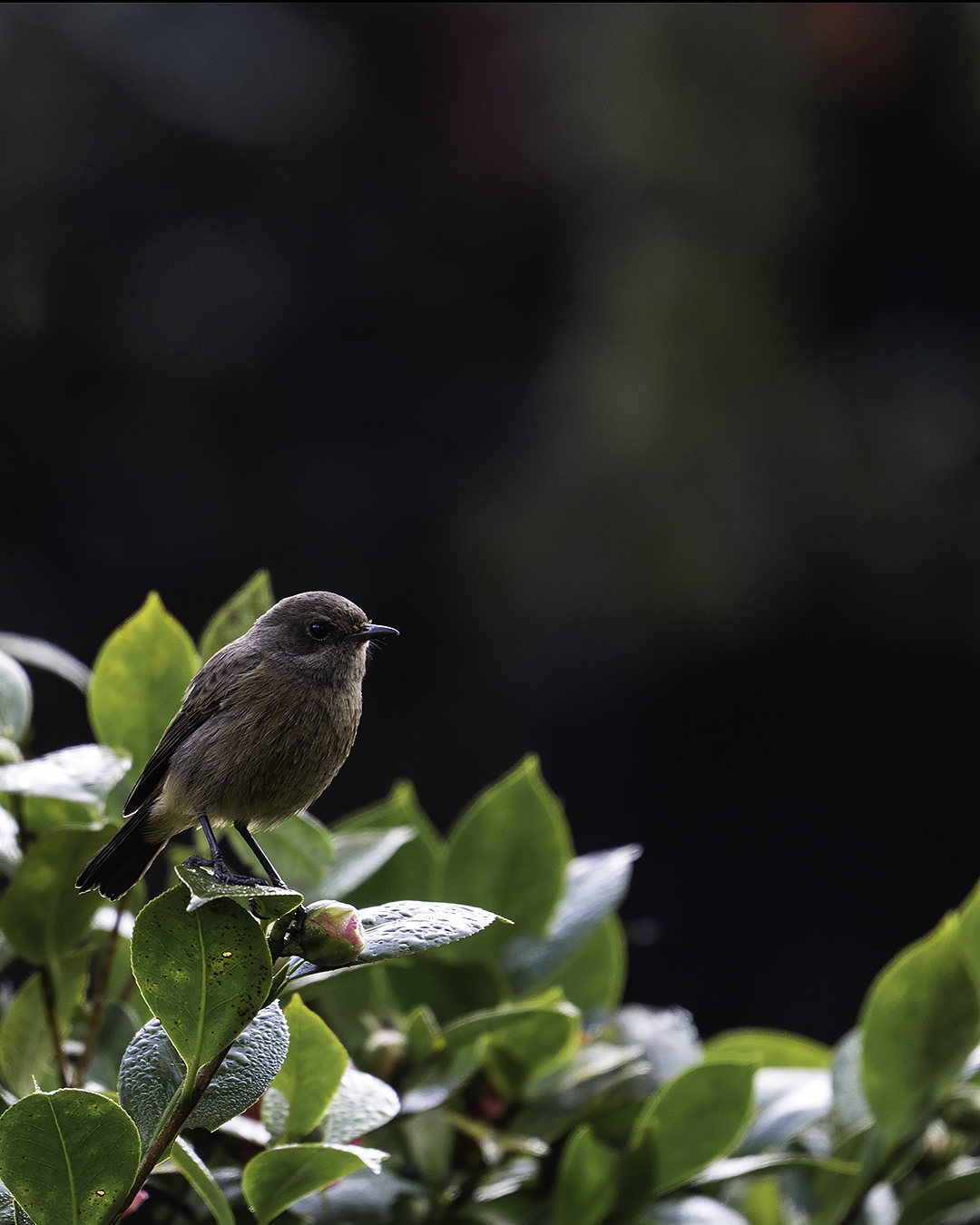 Bird Image