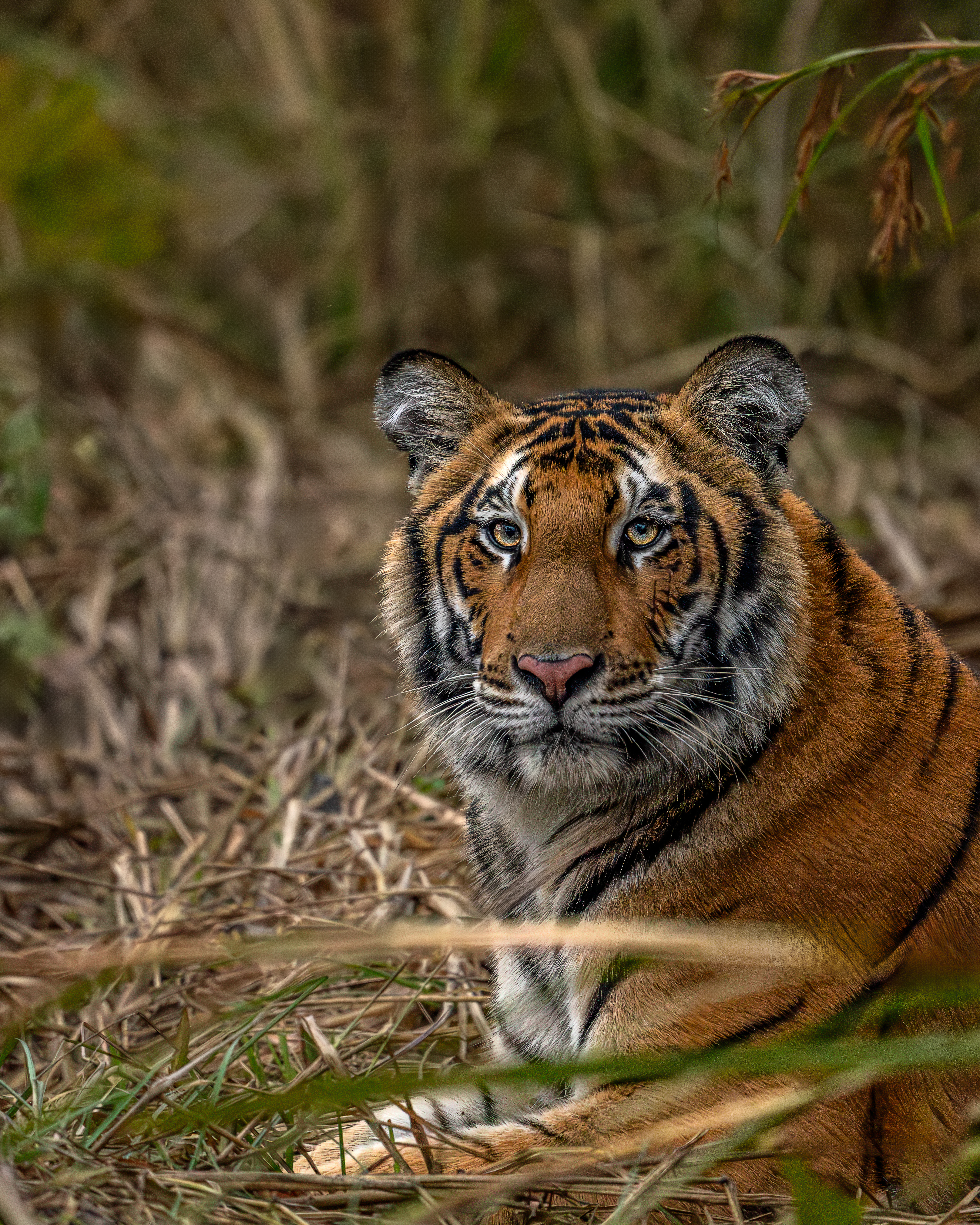 Dudhwa + pilibhit + kishanpur tiger reserve 