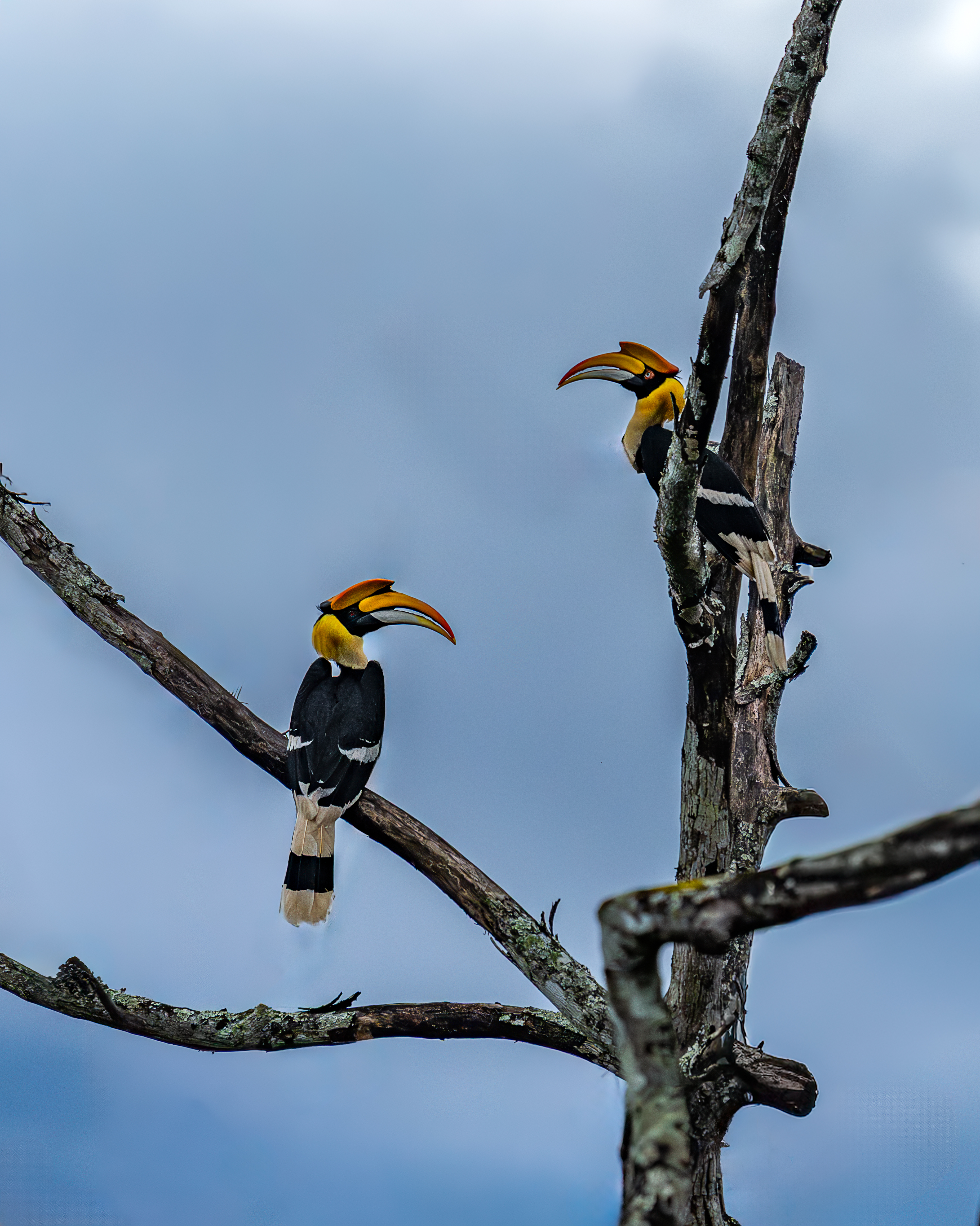 Hornbill tour 2026