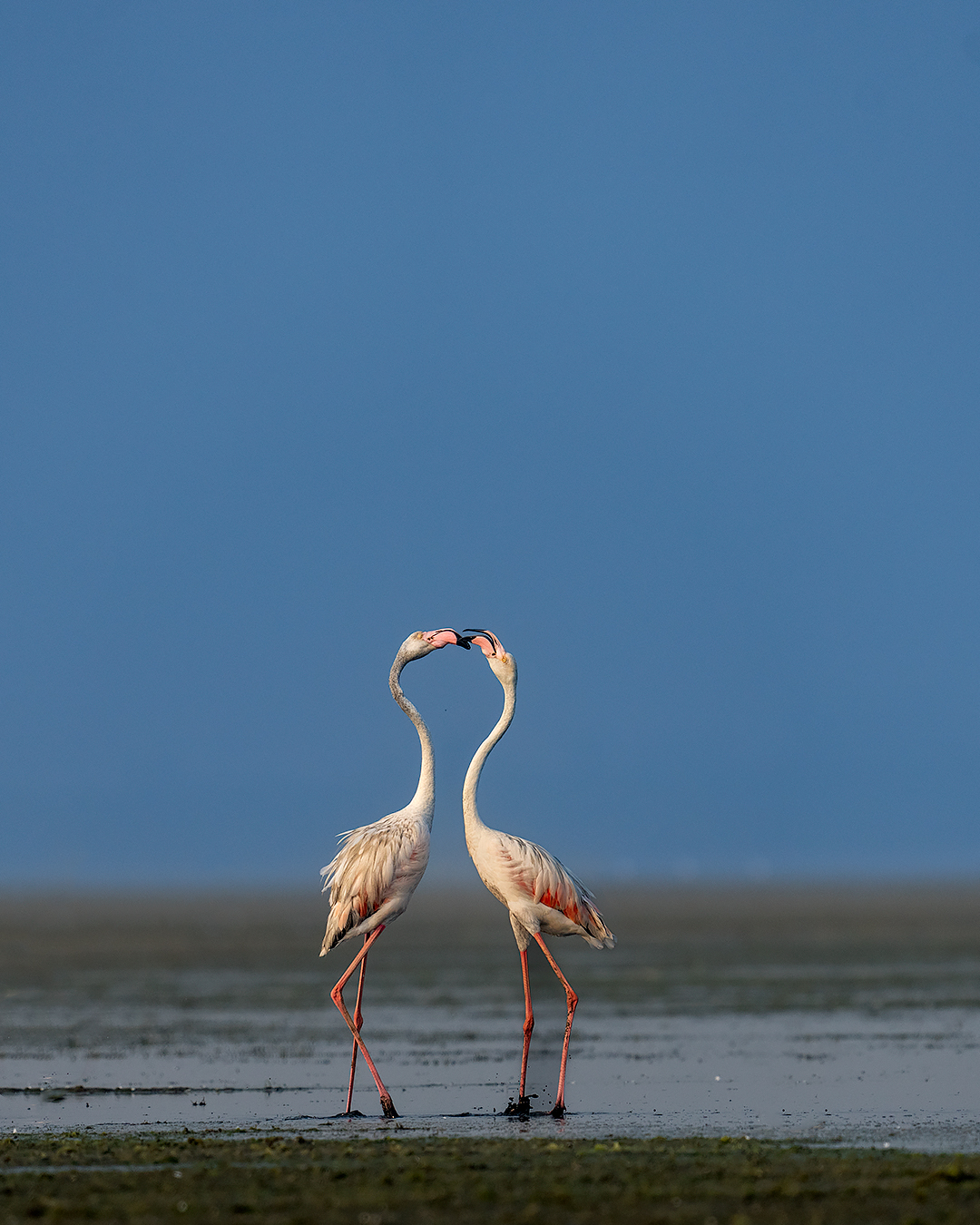 PULICAT BIRDING 2.0