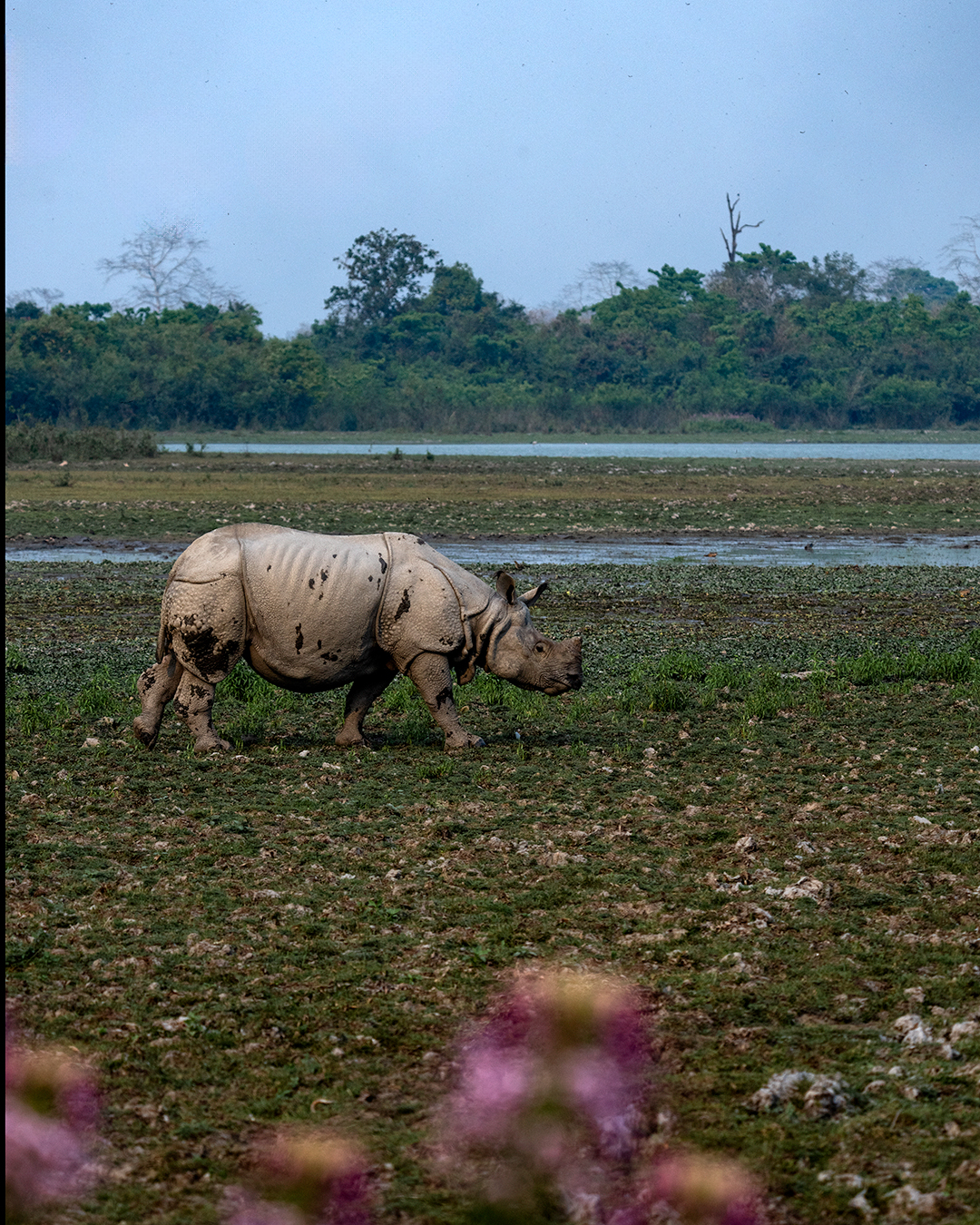 Mammal Image